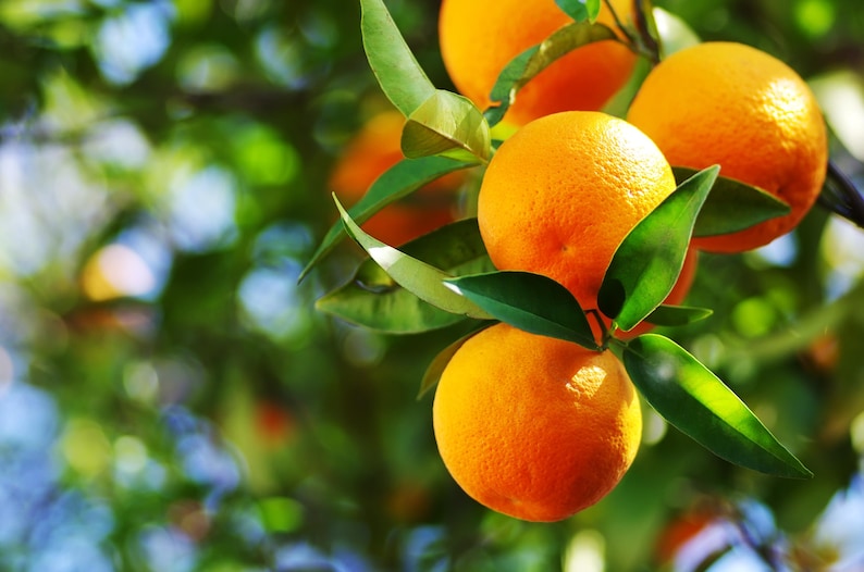 Vernia Sweet Orange Tree - Citrus sinensis - Grafted 1/2 Gallon Pot for Florida Gardens