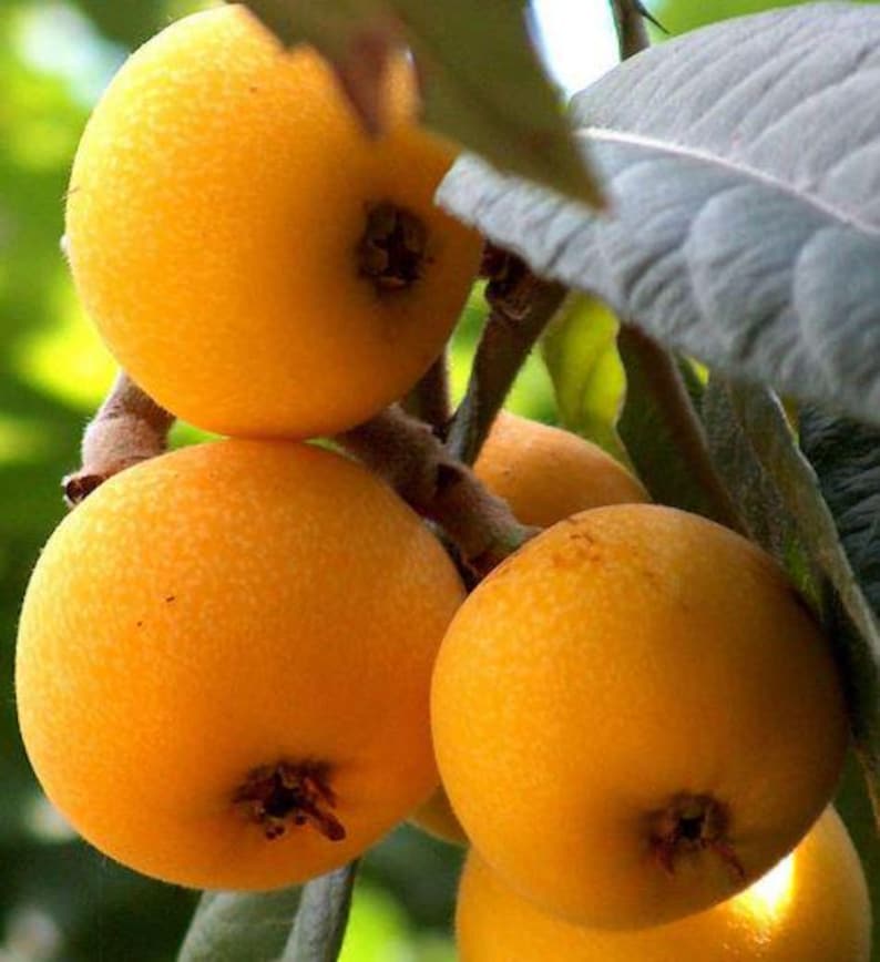 Shambhala Loquat Plant in Half-Gallon Pot | Eriobotrya japonica | Sweet Japanese Plum Variety