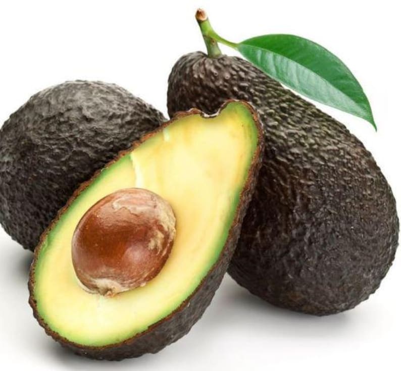 Organic Hass Avocado Plant in Half Gallon Pot, Persea americana, Cold Hardy, Easy to Grow, Container Plant
