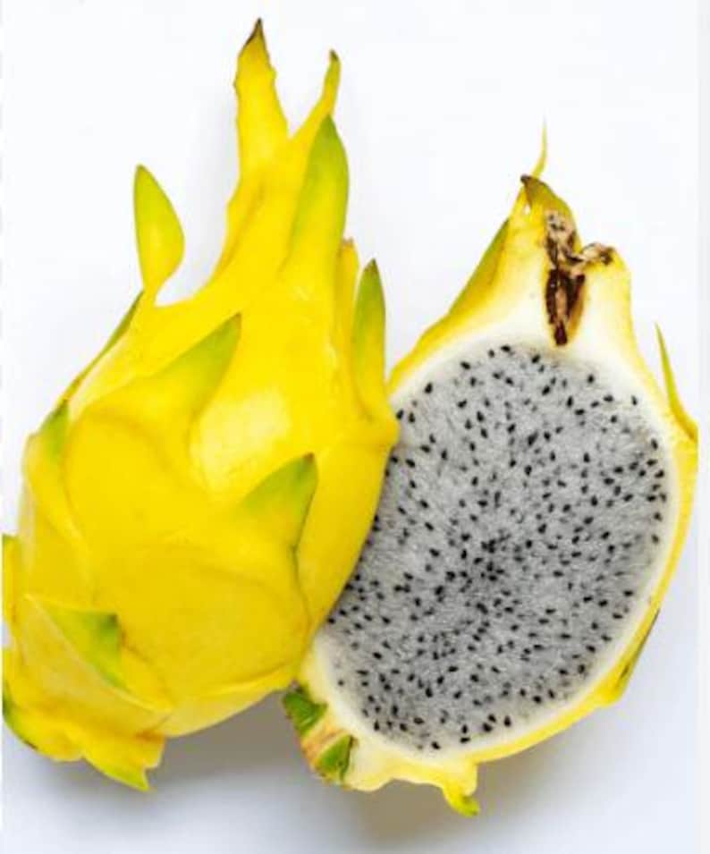Organic Yellow Dragon Fruit Plant in 4-Inch Pot, Hylocereus megalanthus, Fast Growing, Easy Care, Fruiting in 1-2 Years