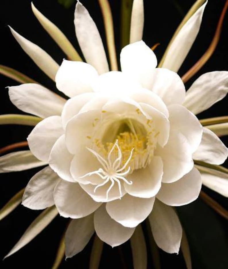 Queen of the Night Plant 4" Pot | Epiphyllum oxypetalum | Night-Blooming Cactus with Fragrant Flowers