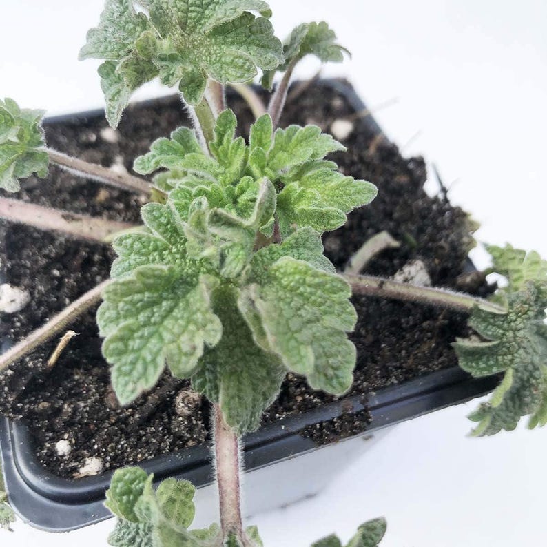 Organic Motherwort Plant in 2.5-Inch Pot | Leonurus cardiaca | Naturally Grown Perennial