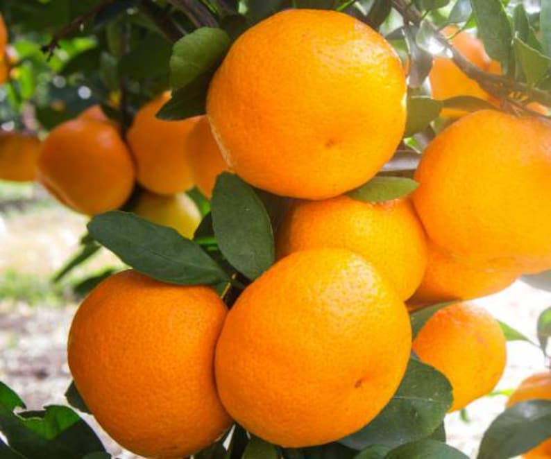 Satsuma Mandarin Orange Tree 2ft Grafted Owari Citrus reticulata Live Tree for Florida Gardens
