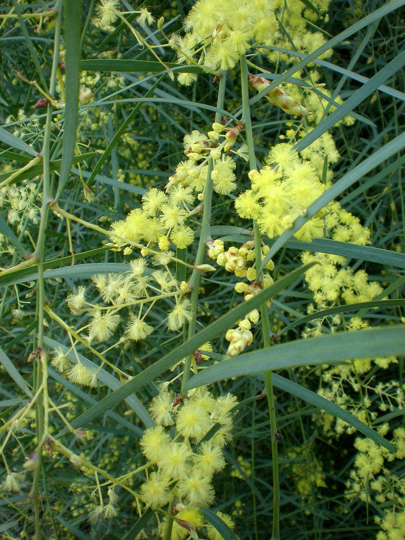 Willow Wattle Plant 1 Gallon Acacia iteaphylla Blue-Green Drought Tolerant Evergreen Shrub