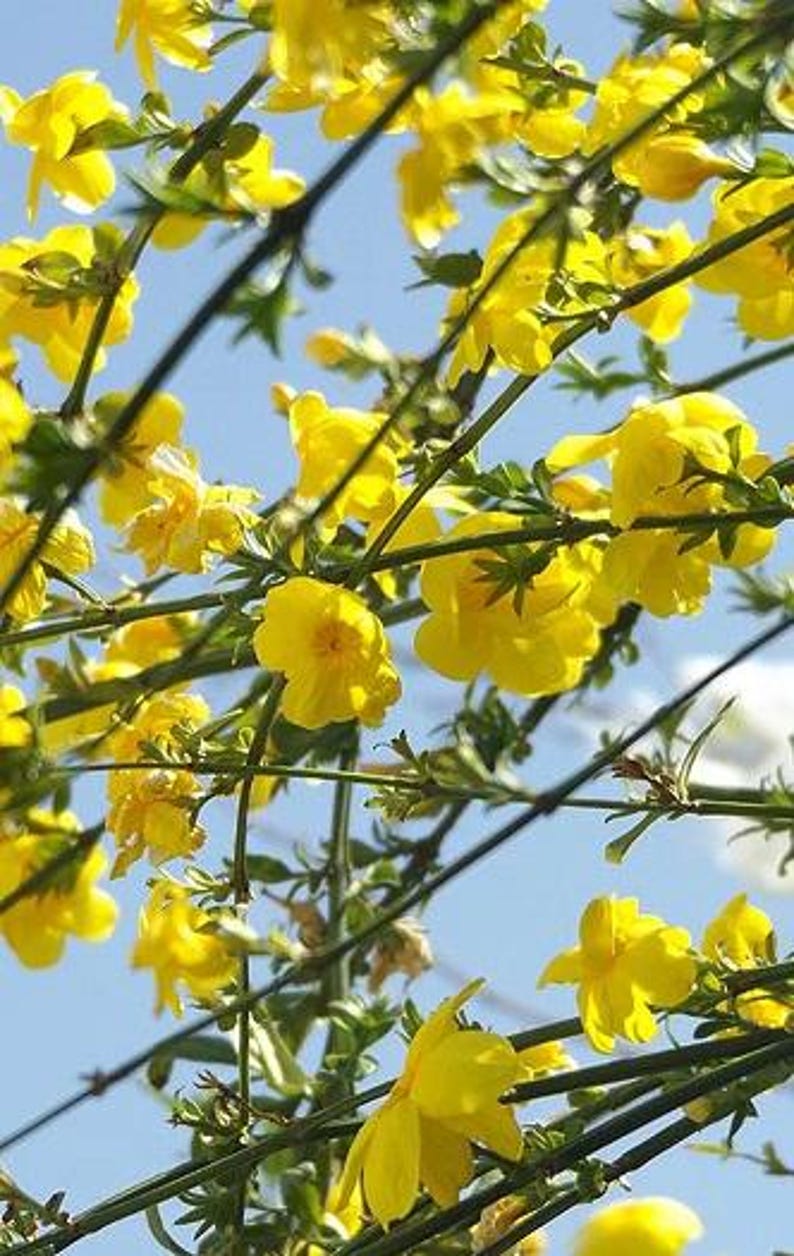 Primrose Jasmine Plant 3-Gallon Pot Evergreen Shrub Jasminum mesnyi Bright Yellow Flowers