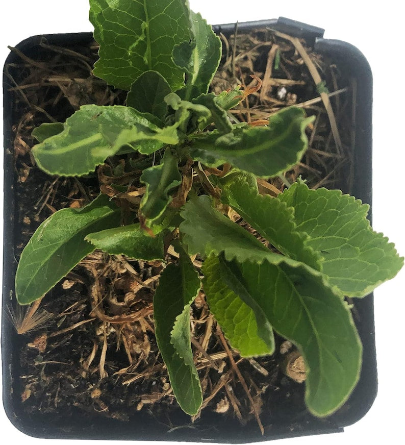 Organic Horseradish Plant in 2.5-inch Pot - Armoracia rusticana - Smoke Camp Crafts