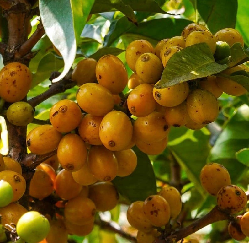 Nance Fruit Tree in 3 Gallon Pot - Byrsonima crassifolia, Tropical Yellow-Orange Fruit