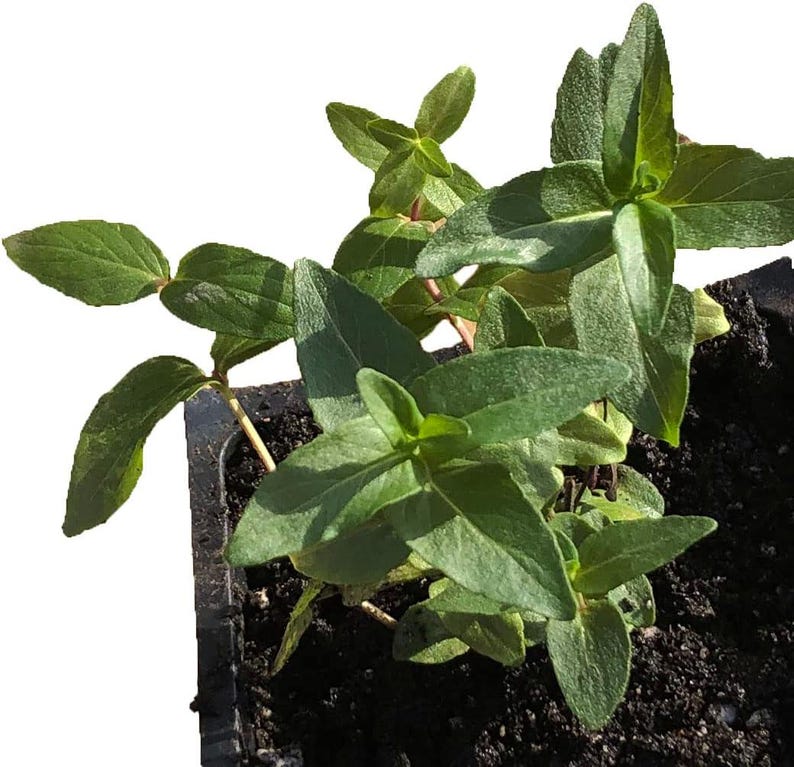 Organic Mountain Mint Plant 2.5-Inch Pot | Pycnanthemum muticum Native Pollinator