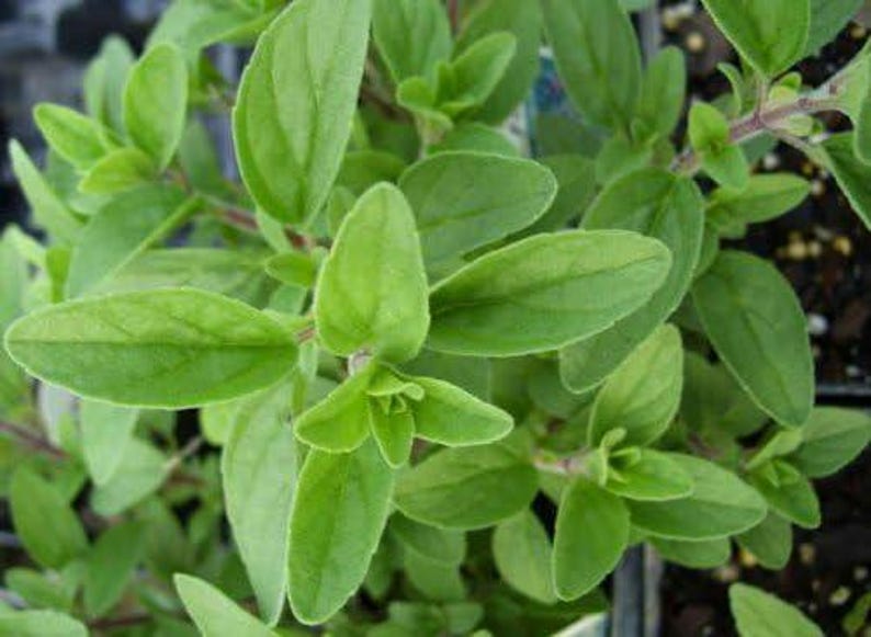 Organic Italian Oregano Plant in 2.5-Inch Pot | Drought Tolerant Herb for Cooking & Seasoning | Origanum vulgare