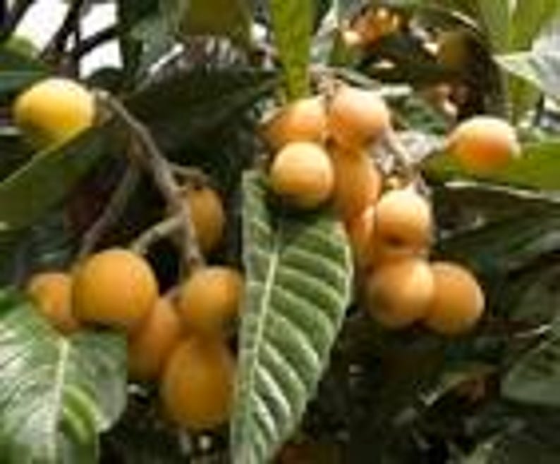 Golden Nugget Loquat Seedling Tree - Live 6" Pot Eriobotrya japonica Small Evergreen Fruit Tree