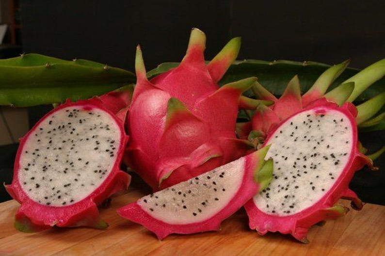Dragon Fruit Plant - Vietnamese Jaina - Hylocereus undatus - Live in 6" Pot