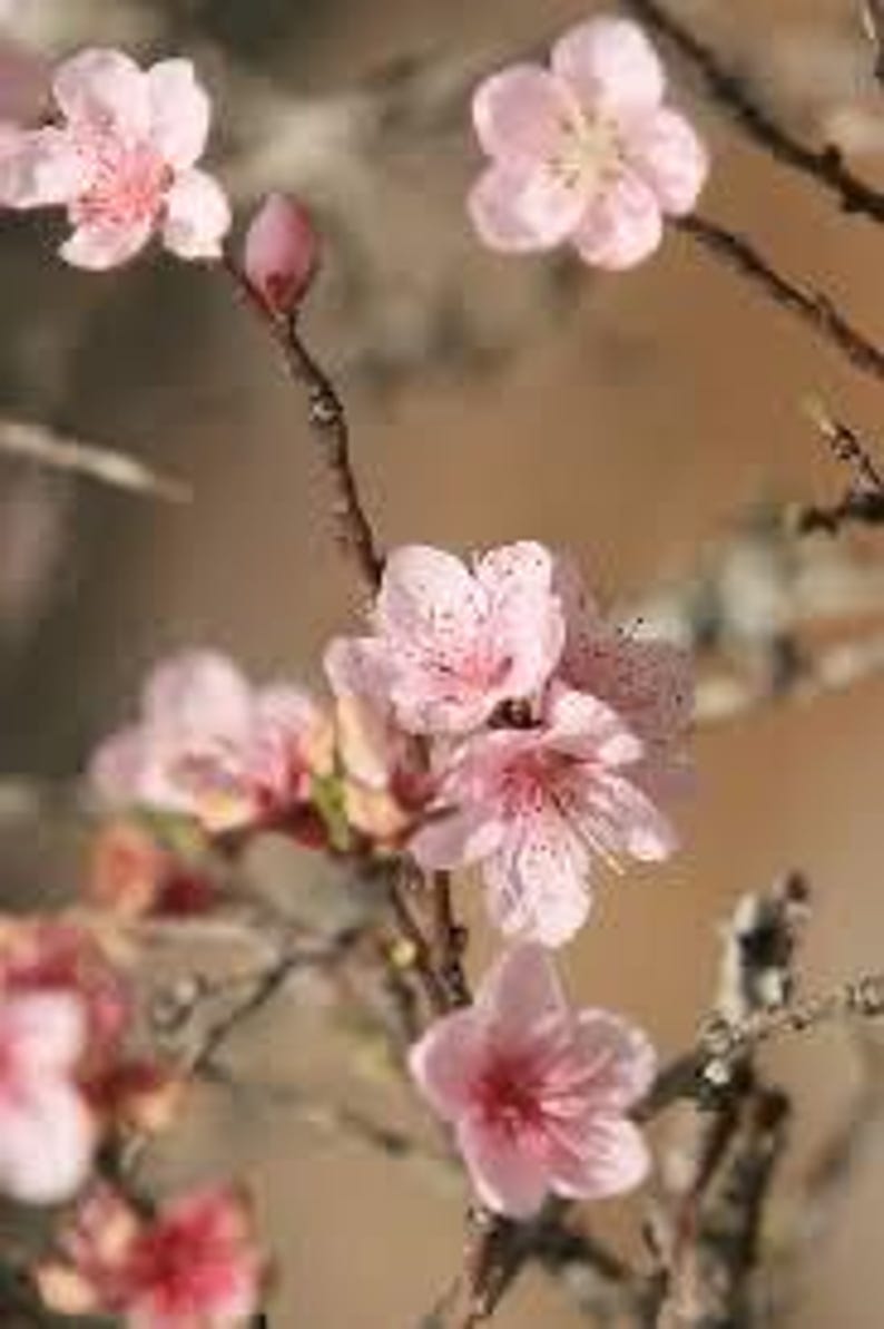 Dwarf Pink Flowering Almond Plant in Quart Pot | Prunus glandulosa Ornamental Shrub with Spring Blooms