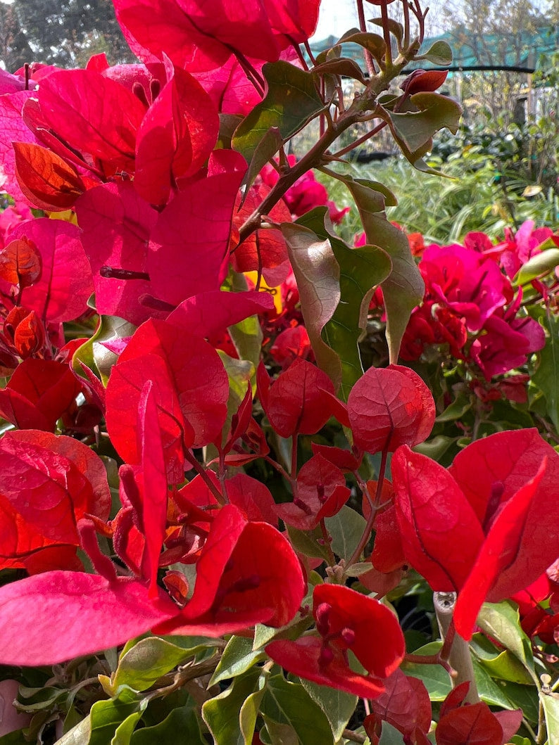 Bougainvillea Plant - 1 ft in 6" Pot - Bronze-Red Flowers - Sharon Wesley - Drought-Tolerant Indoor & Outdoor