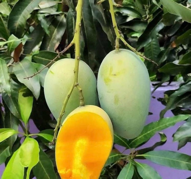 Grafted Valencia Pride Mango Tree in 1/2 Gallon Pot - Mangifera indica - Tropical Fruit Plant