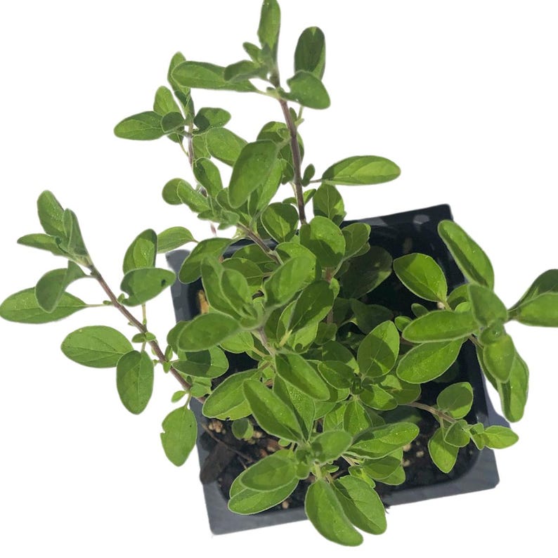 Organic Marjoram Plant in 2.5-inch Pot, Sweet & Knotted Marjoram, Culinary Herb, Origanum majorana
