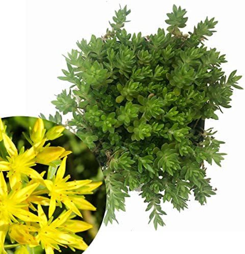 Organic Gold Moss Stonecrop Sedum Live Plant 2.5 Inch Pot - Drought-Tolerant Succulent
