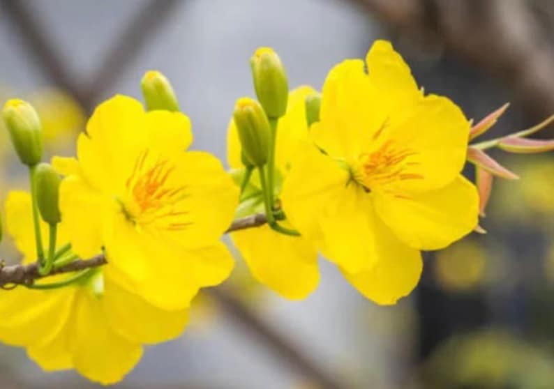 Mai Vang Bonsai Tree 6" Pot with Yellow Apricot Flowers Ochna serrulata Indoor Outdoor Plant