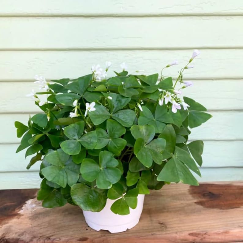 Oxalis Green Live Plant in 6" Pot – Shamrock Plant, Indoor Houseplant, Oxalis regnellii, Low-Light Tolerant, Easy Care, Home Decor