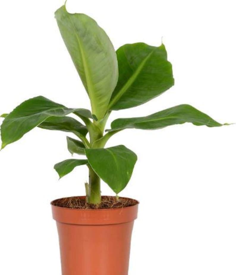 Organic Super Dwarf Banana Tree in Half Gallon Pot | Musa acuminata | Indoor & Patio Ornamental Plant