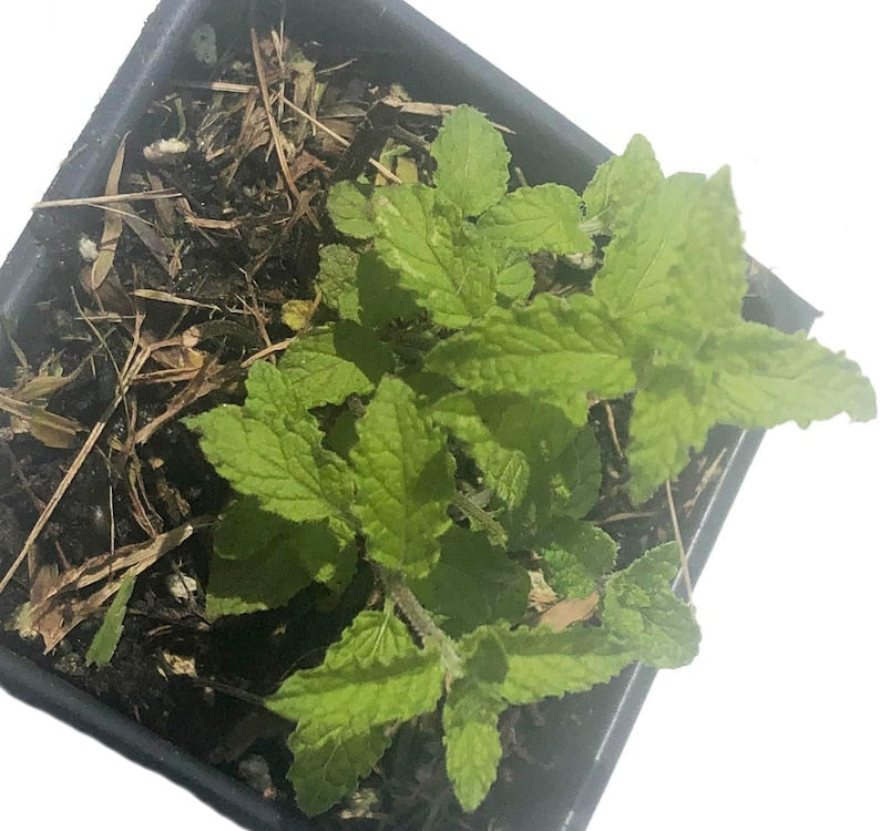 Organic Strawberry Mint Plant in 2.5-Inch Pot | Mentha x piperita 'Strawberry' Perennial Herb