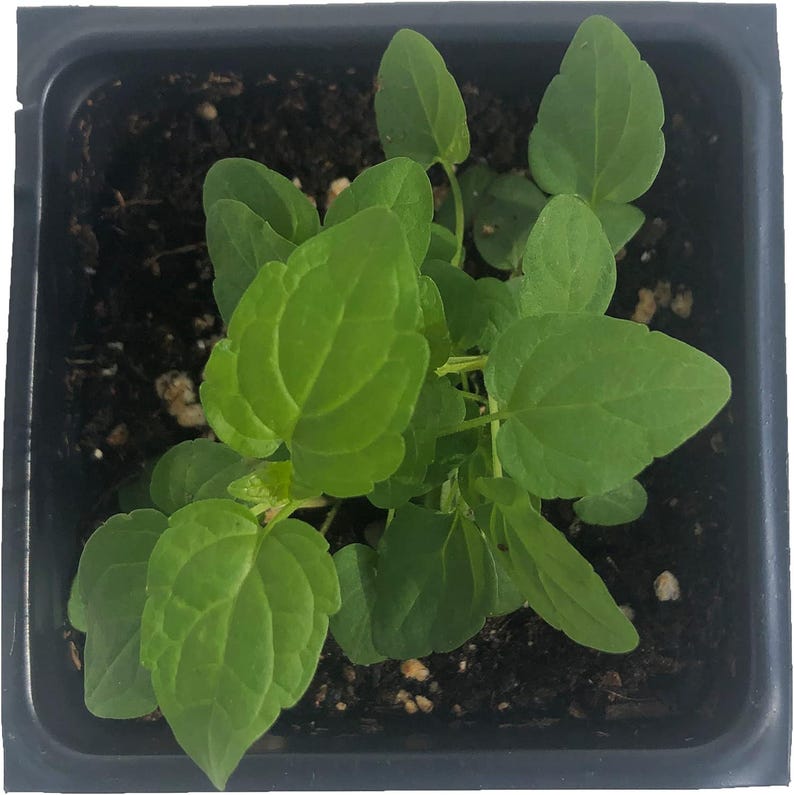 Organic Skullcap Plant 2.5-Inch Pot, Blue Flowers, Native Perennial, Scutellaria lateriflora, Deer Tolerant