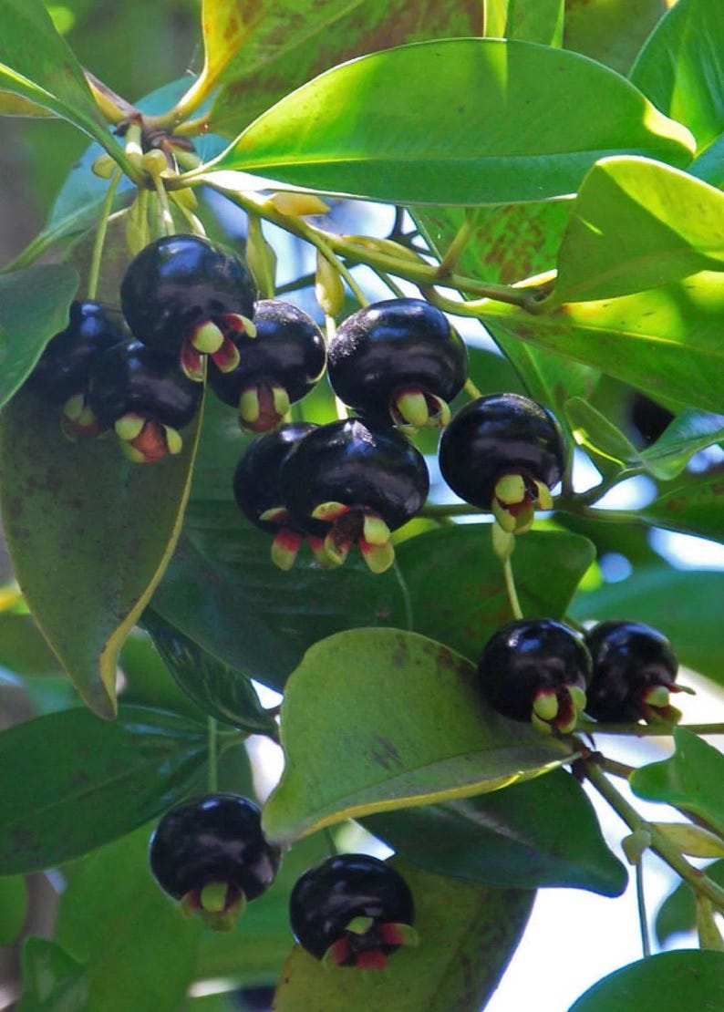 Grumichama Tree 3 Gallon Pot | Brazilian Cherry Eugenia brasiliensis | Tropical Fruit Tree