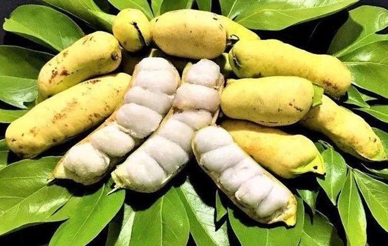 Ice Cream Bean Tree Inga edulis 3 Gallon Pot Tropical Fruit Vanilla Flavor Pods