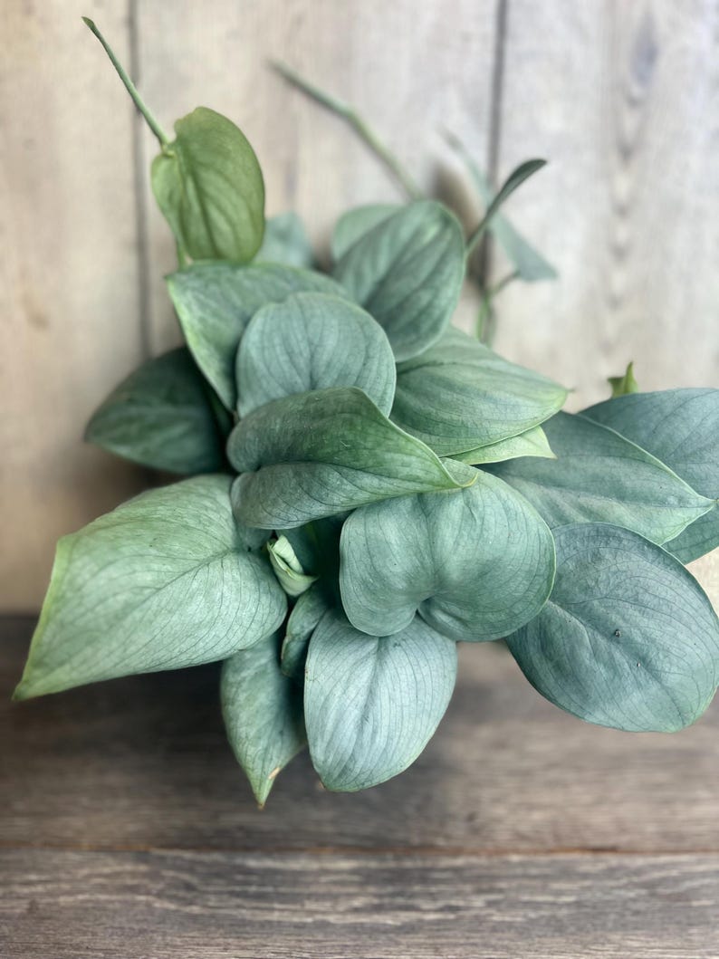 Scindapsus Silver Hero Plant in 4" Pot | Easy Care Tropical Houseplant