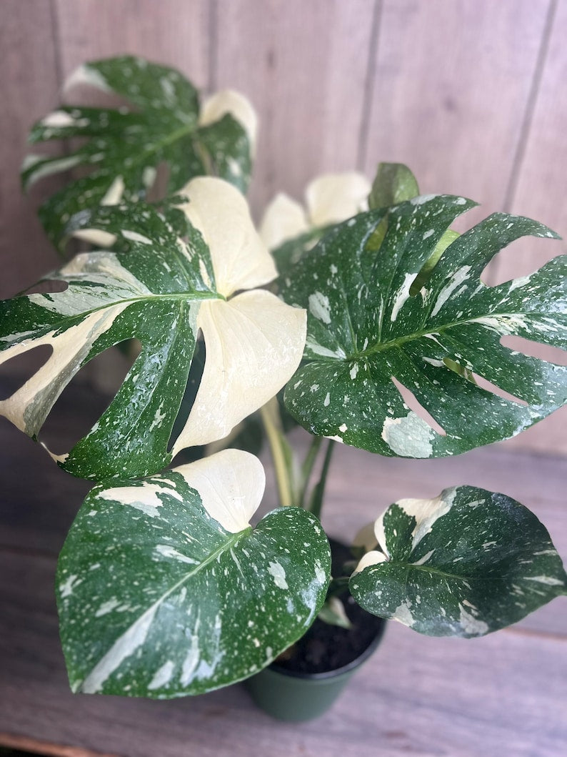 Monstera Thai Constellation Plant in 6" Pot - Variegated Monstera deliciosa Houseplant