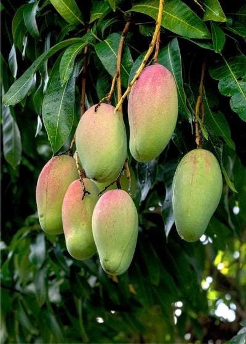 Grafted Pickering Mango Tree in 1/2 Gallon Pot - Compact Dwarf Tropical Fruit Plant