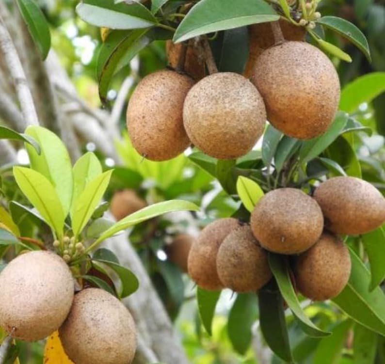Organic Sapodilla Plant in 20-26 Inch Pot | Manilkara zapota | Fast Growing, Easy Container Gardening