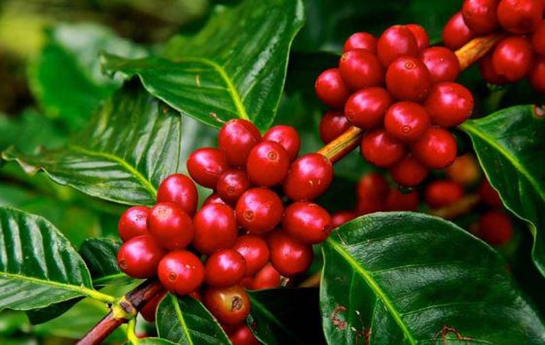 Organic Arabica Coffee Plant - Live 10-16 Inch Coffea arabica in Half Gallon Pot, Easy to Grow, Produces Beans in 1-2 Years