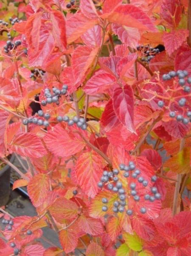 Arrowood Viburnum Plant 1 Gallon Pot Chicago Lustre Viburnum dentatum Multi-Stemmed Shrub for USDA Zones 4-7
