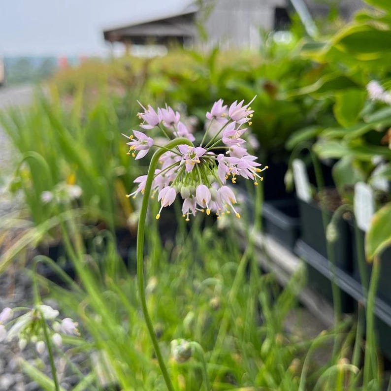 Fox Sedge Live Plant 3.5" Pot Carex vulpinoidea Native North America Full Sun to Part Shade Zones 3-7