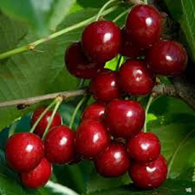 Cherry Tree Bundle - 2 Rooted Bing & Rainier Trees up to 3 ft - Prunus avium