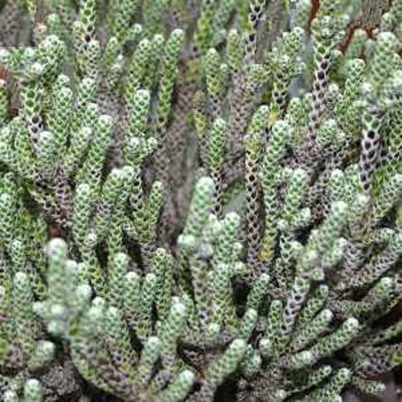 Coral Shrub Starter Plant - 4" Ozothamnus coralloides with Silvery Green Foliage, Drought Tolerant, Container & Garden Use