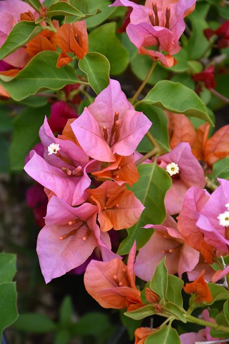 Bougainvillea Plant 1-2 Feet Rosenka in 6" Pot | Bougainvillea glabra | Vibrant Foliage & Blooms