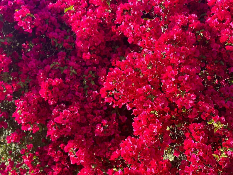 San Diego Red Bougainvillea - 3 Gallon Pot - Evergreen Shrub with Bright Red Blooms - Bougainvillea glabra