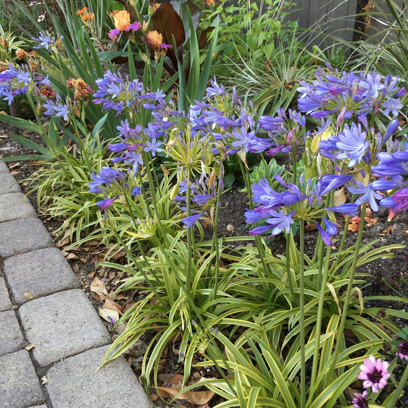 Agapanthus 'Neverland' Live Plant in 6" Pot with Variegated Leaves and Violet Lilac Flowers - Agapanthus praecox