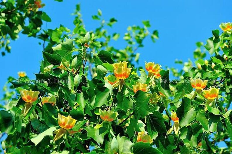 Tulip Tree Sapling Up to 3 ft Tall - Liriodendron tulipifera - Hardy Landscape Tree