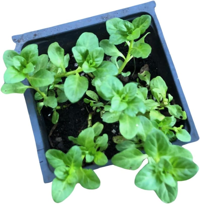 Organic Pennyroyal Live Plant 2.5-Inch Pot | Mentha pulegium Creeping Perennial