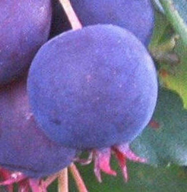 Saskatoon Serviceberry Shrub Live Plant 9-14" Edible Berries Amelanchier alnifolia Cold Hardy Berry Bush