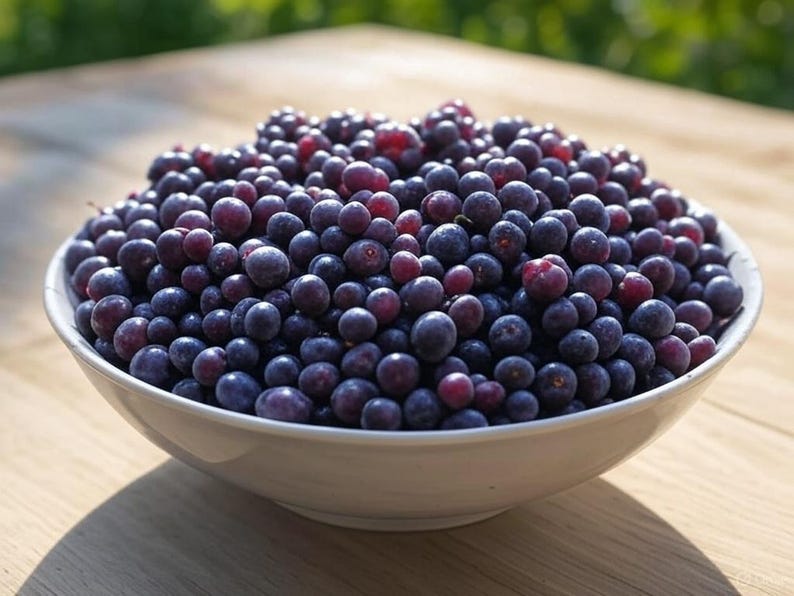 Sweet Cherry Tree Seedling Mix - 12-18 Inch Live Plants, Hardy Zones 5-9, Nutritious Fruit
