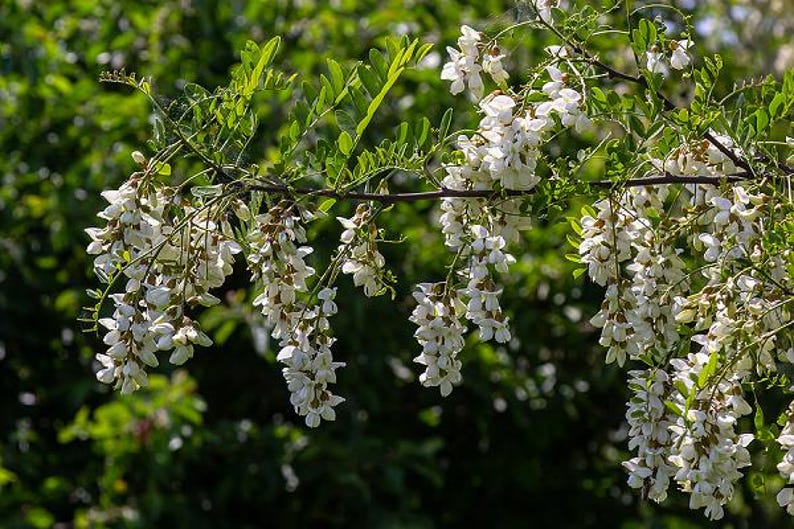 Kentucky Coffee Tree Plant - Large 3 ft Tall - Gymnocladus dioicus for Landscaping
