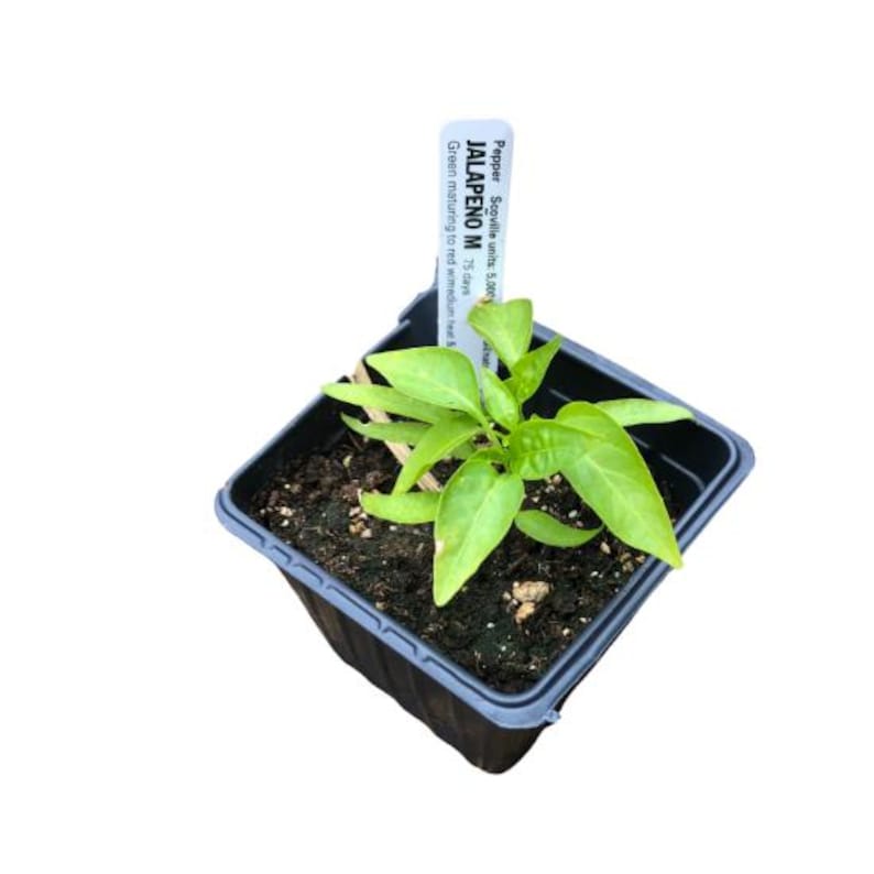 Organic Jalapeno Pepper Plant in 2.5-inch Pot | Capsicum annuum | Green Chili Pepper for Salsas & Cooking