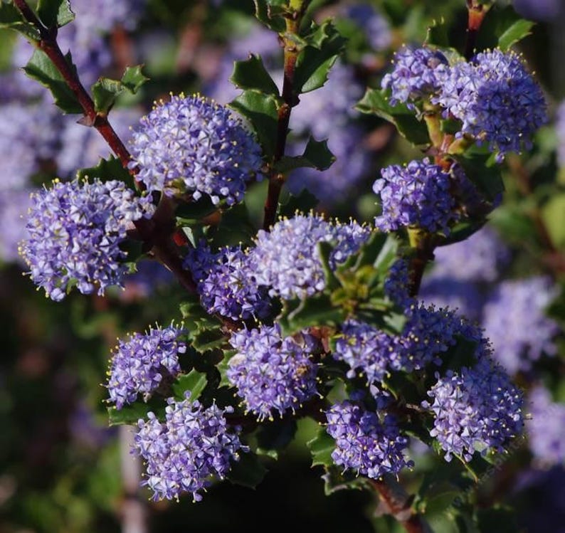 Ceanothus 'Blue Jeans' Evergreen Mountain Lilac 6" Pot Lavender Flowers Hardy Hybrid USDA Zones 7-10
