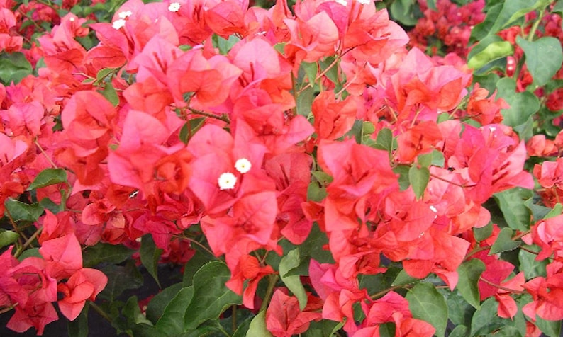 Bougainvillea Plant 3-Gallon Climbing Miss Manila Bougainvillea glabra for Garden, Patio, Fence, Trellis