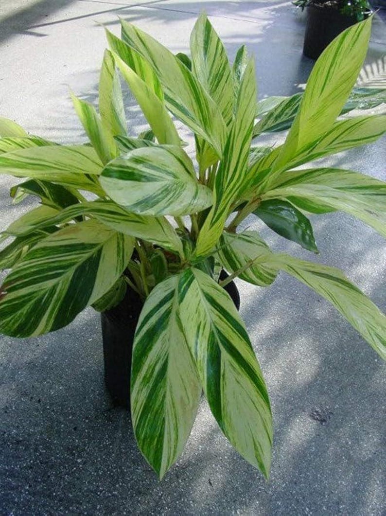 Variegated Shell Ginger Live Plant - Alpinia zerumbet 'Variegata' - Tropical Foliage Plant for Garden or Indoor