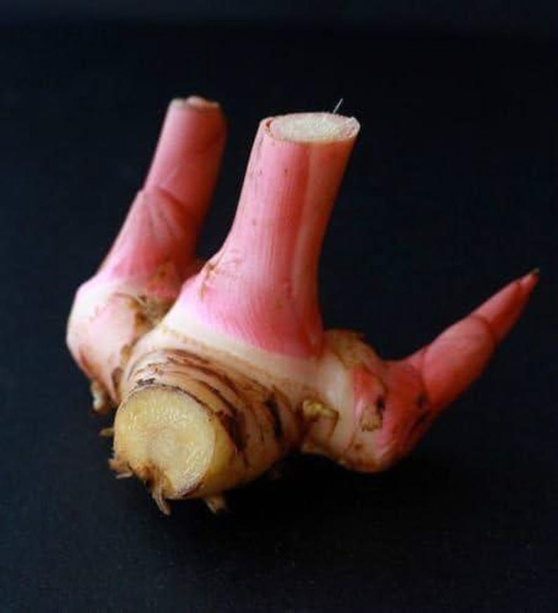 Galangal Plant - 1 Gal Pot - Alpinia Galanga for Thai Cuisine - Aromatic Greater Galangal Herb