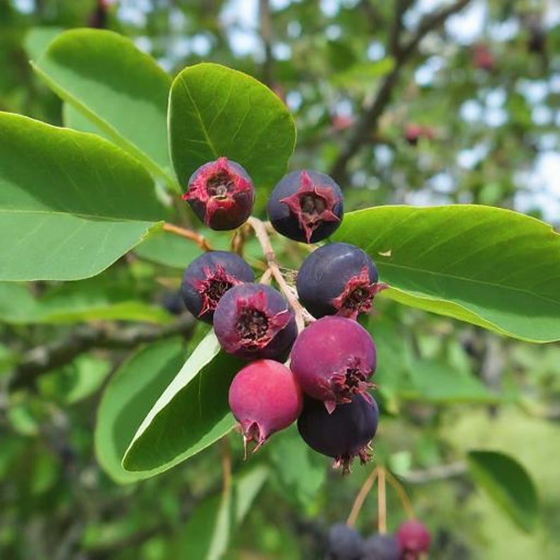 Hybrid Lamarkii Saskatoon Serviceberry Live Plant, 12-18 Inches, Edible Berry Fruit Tree, Amelanchier Lamarkii